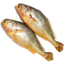 Ghol Fish